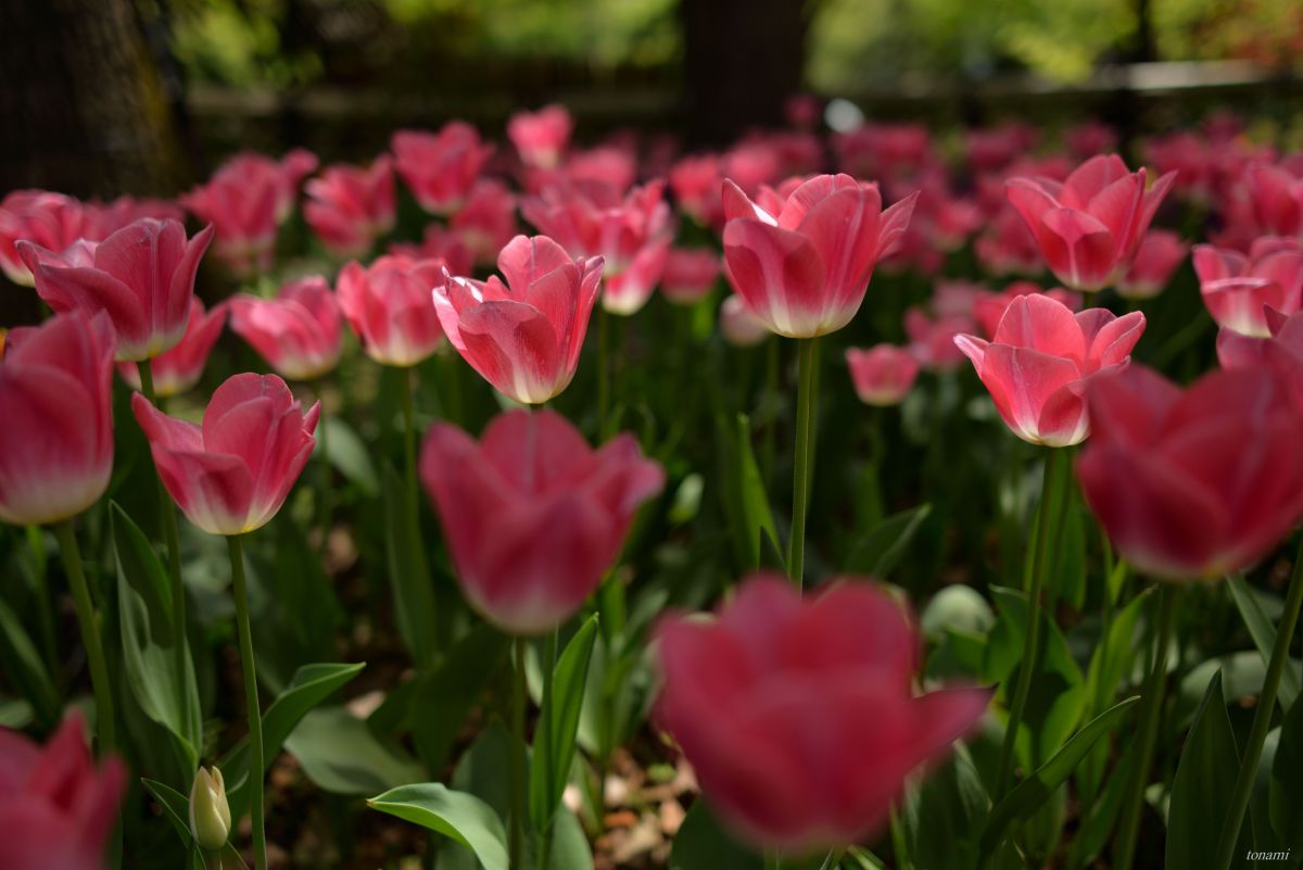 AF-S NIKKOR 28mm f/1.8Gで撮影された写真 | 写真検索 | GANREF