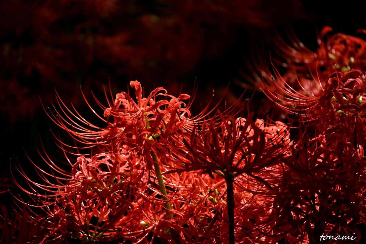 NIKKOR Z DX 50-250mm f/4.5-6.3 VRで撮影された写真 | 写真検索 | GANREF