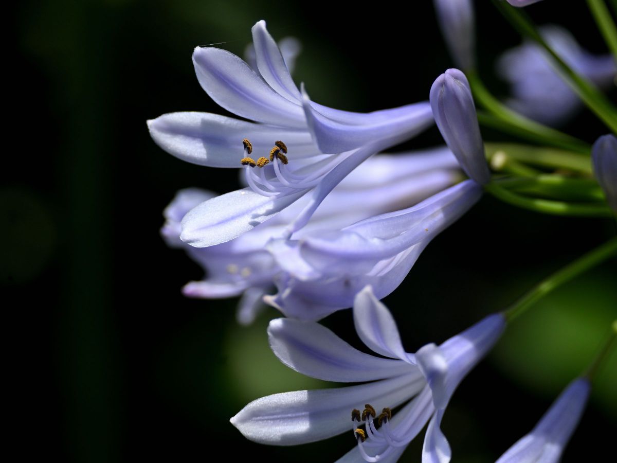 NIKKOR Z DX 50-250mm f/4.5-6.3 VRで撮影された写真 | 写真検索 | GANREF