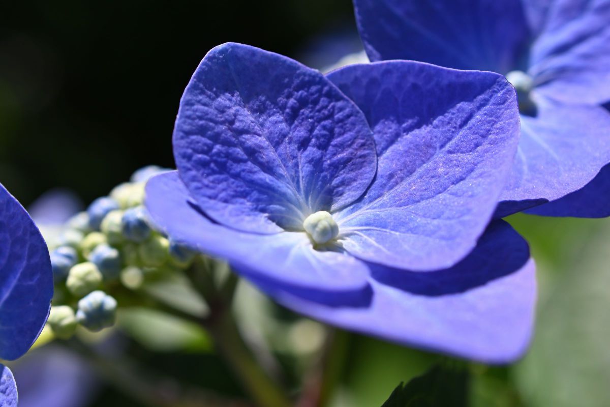 AF-S DX Micro NIKKOR 40mm f/2.8Gで撮影された写真 | 写真検索
