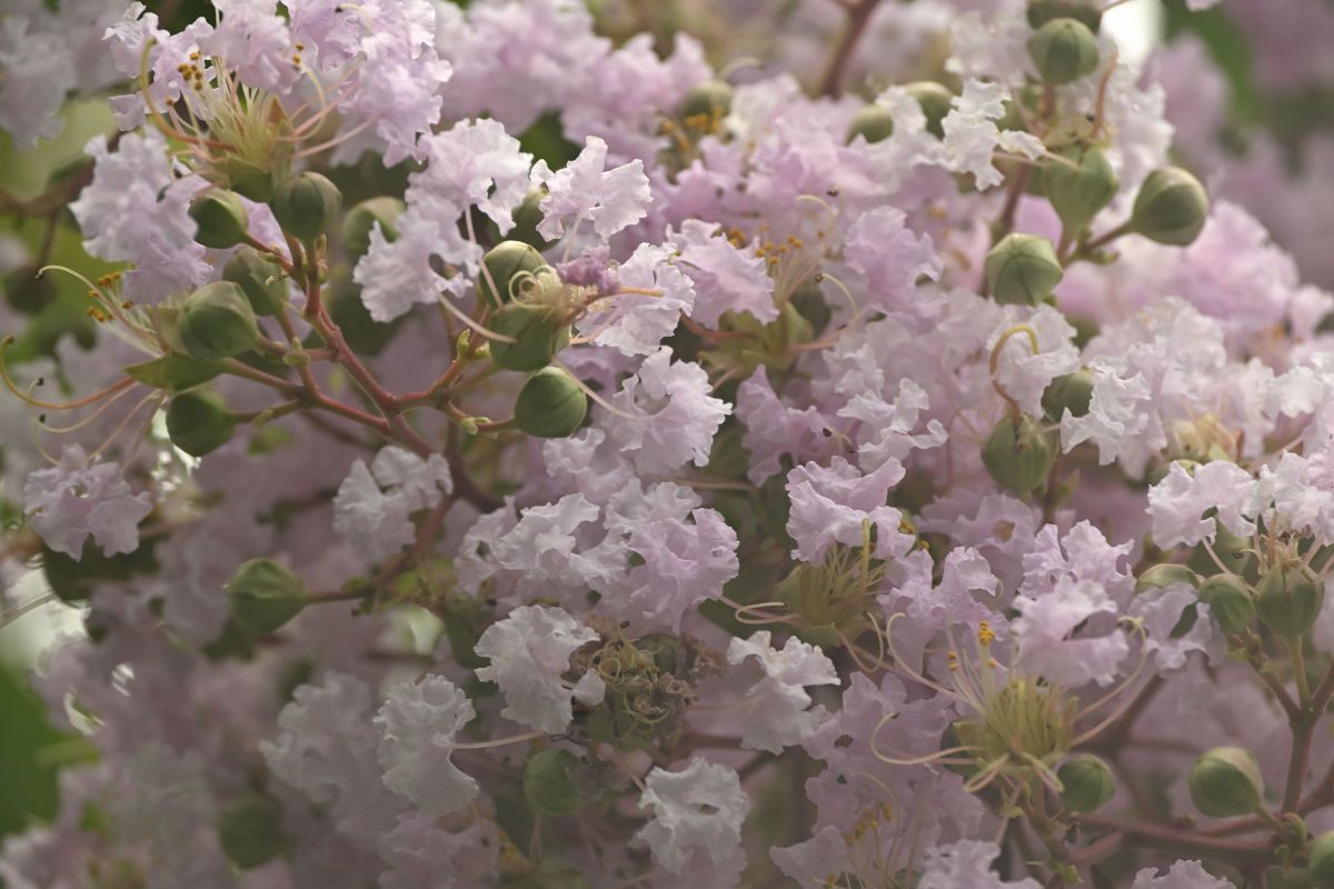 NIKKOR Z DX 50-250mm f/4.5-6.3 VRで撮影された写真 | 写真検索 | GANREF