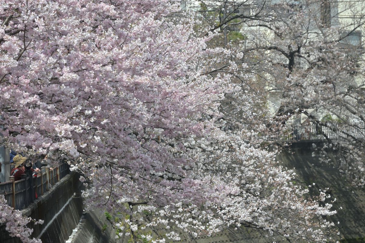 桜満開 桜満開 | GANREF