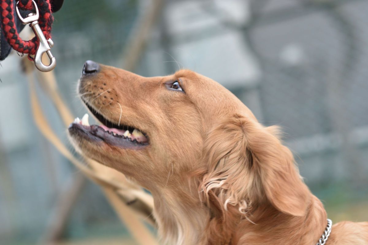 D7200で撮影された写真 | 写真検索 | GANREF
