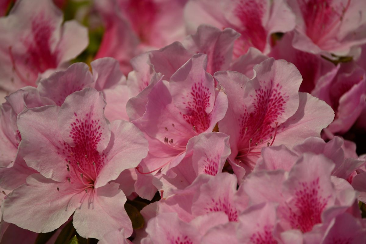 NIKKOR Z DX 50-250mm f/4.5-6.3 VRで撮影された写真 | 写真検索 | GANREF