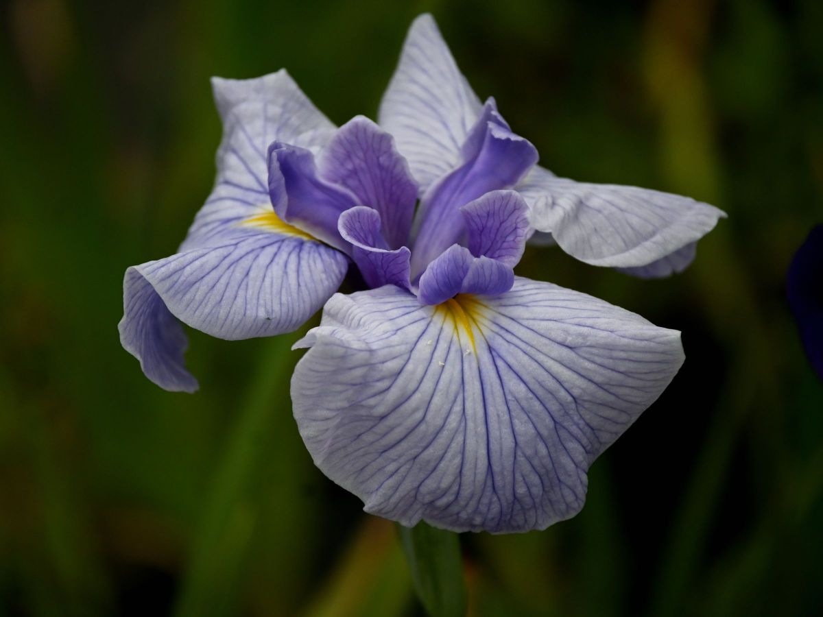 NIKKOR Z DX 50-250mm f/4.5-6.3 VRで撮影された写真 | 写真検索 | GANREF