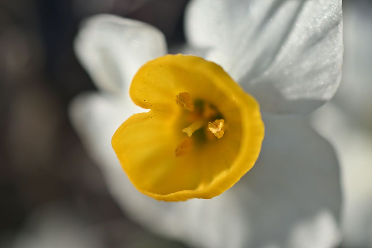 AF-S DX Micro NIKKOR 40mm f/2.8Gで撮影された写真 | 写真検索 | GANREF