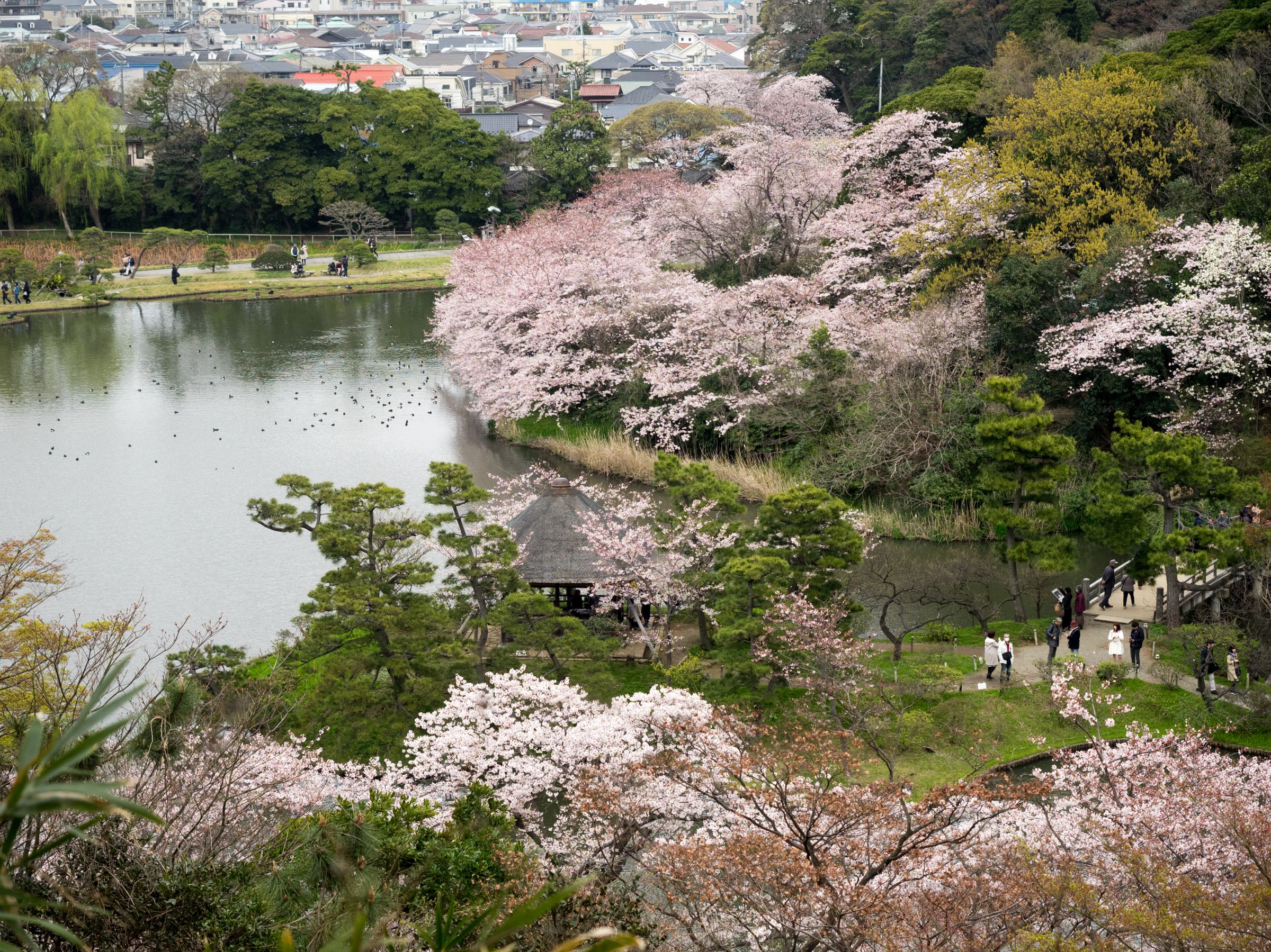 三渓園の桜 | GANREF
