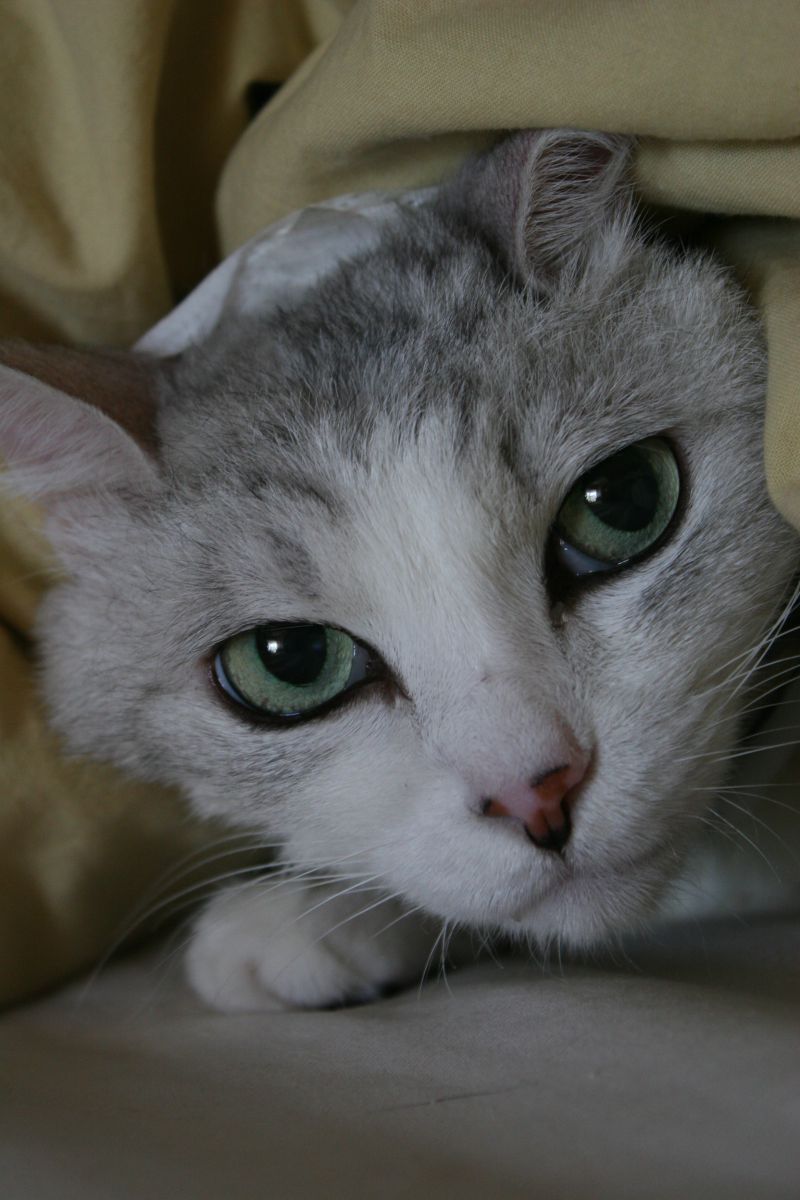 ツンデレ  動物 ＞ 猫  GANREF