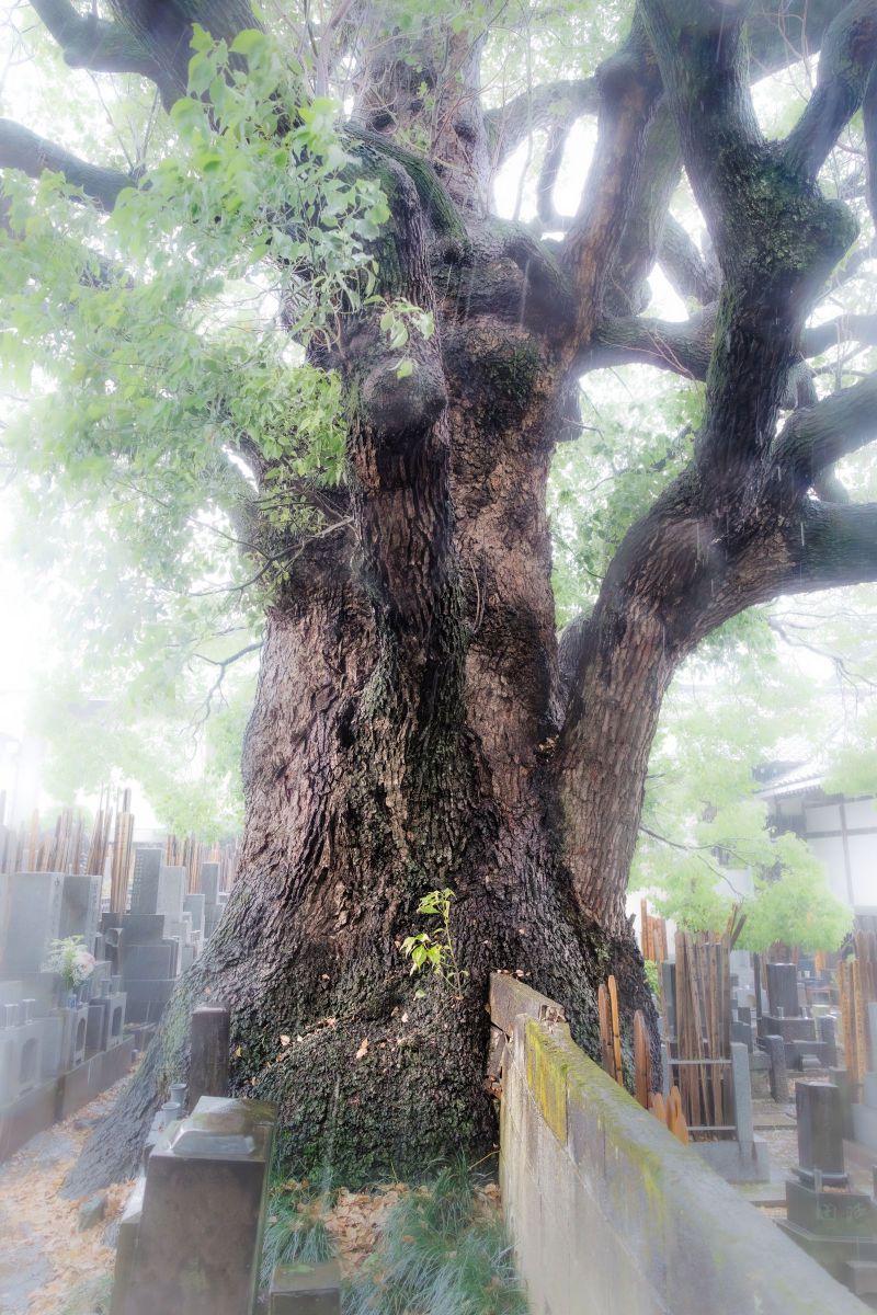 東京の巨木・谷中のまたぎクス | GANREF