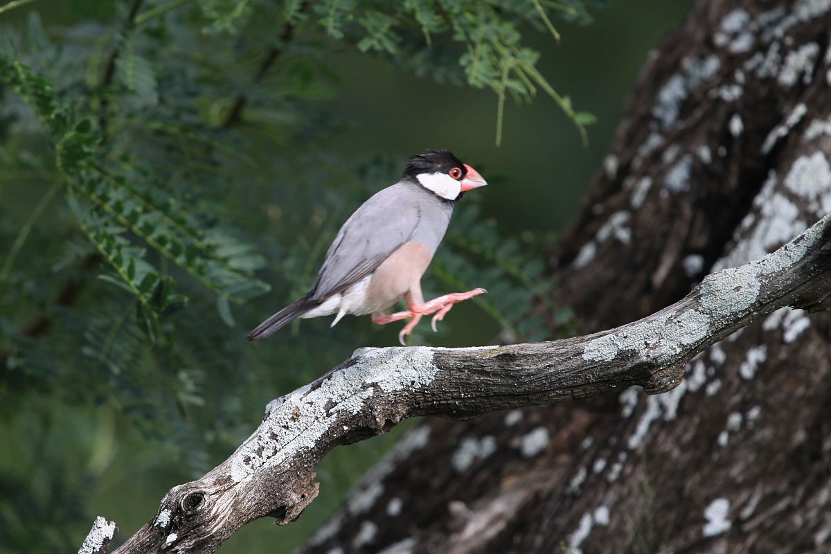野生の文鳥 動物 鳥類 Ganref 野生の文鳥 動物 鳥類 Ganref