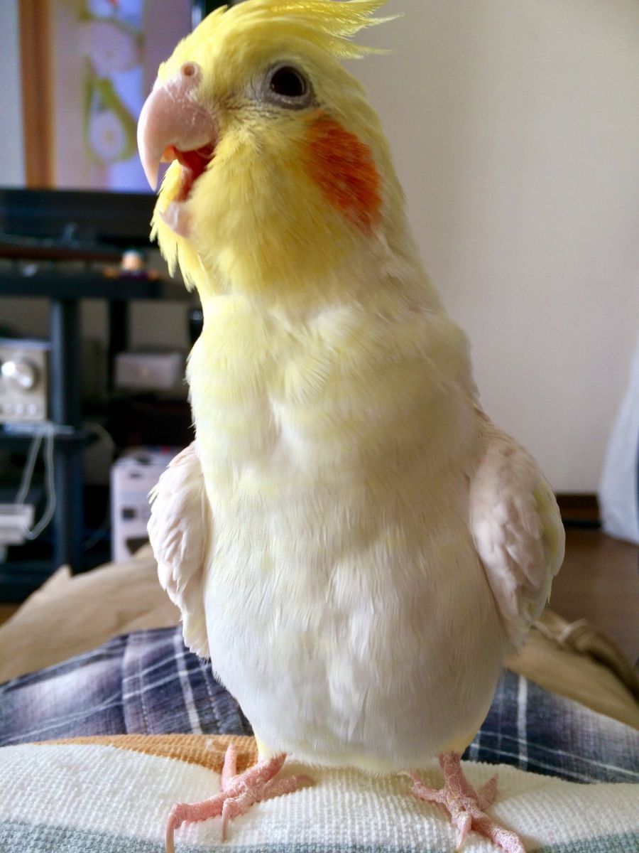 変顔 動物 鳥類 Ganref