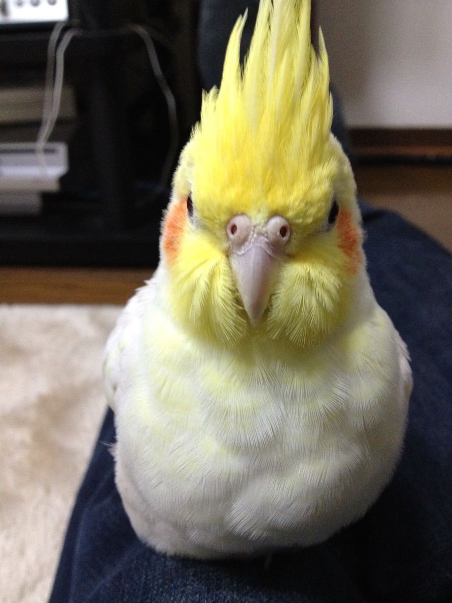 いんこダルマ 動物 鳥類 Ganref