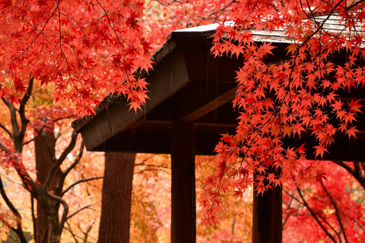 紅葉と雨の調べ 自然 風景 気象 天候 天気 Ganref