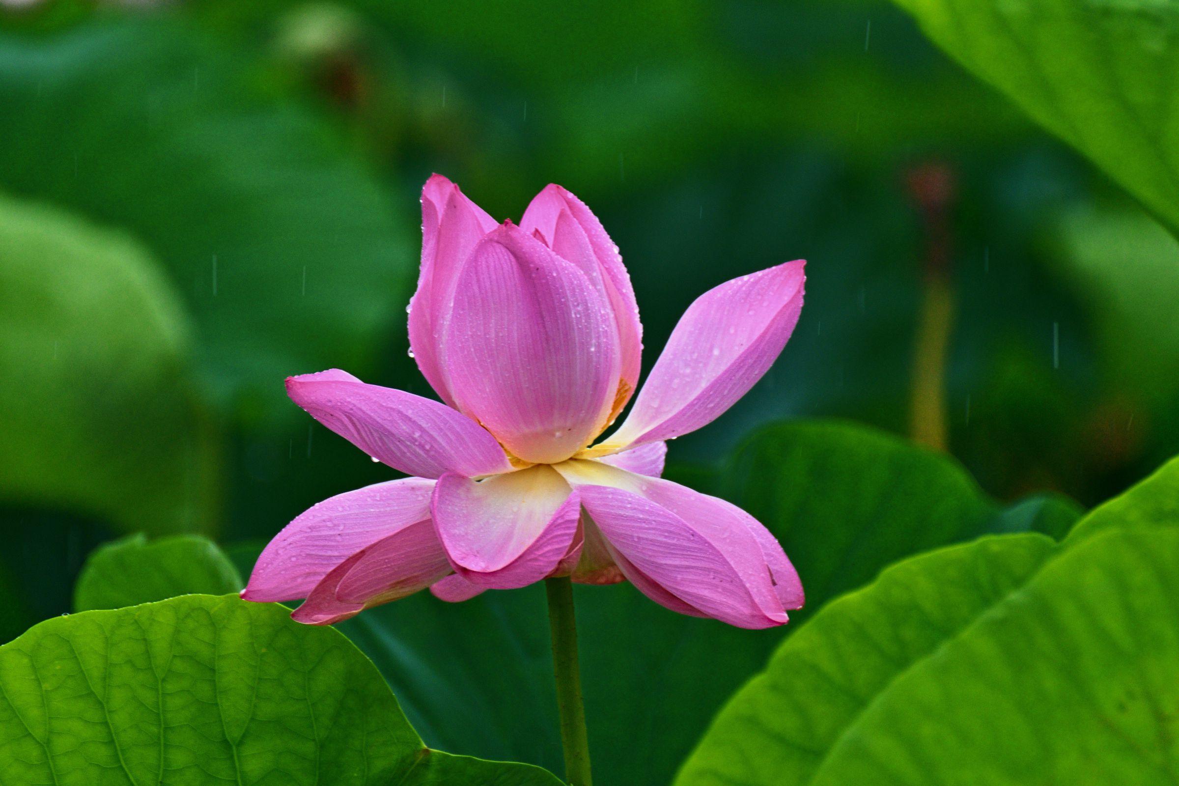 濡れそぼる蓮花 | GANREF