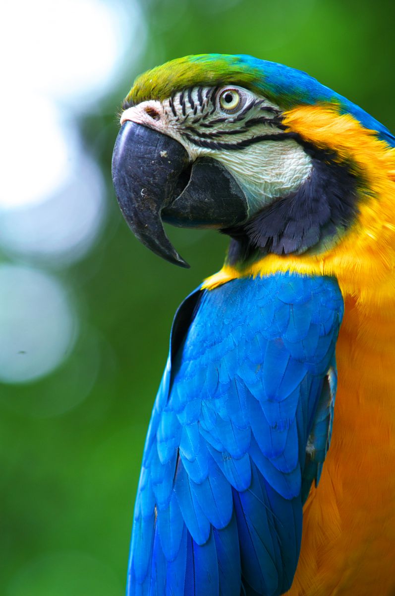 振り向き顔 動物 鳥類 Ganref