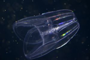 ミカミカ様　古代魚　深海魚　クラゲ　オーダー ミカミカ様 古代魚 深海魚 クラゲ オーダー - メルカリ