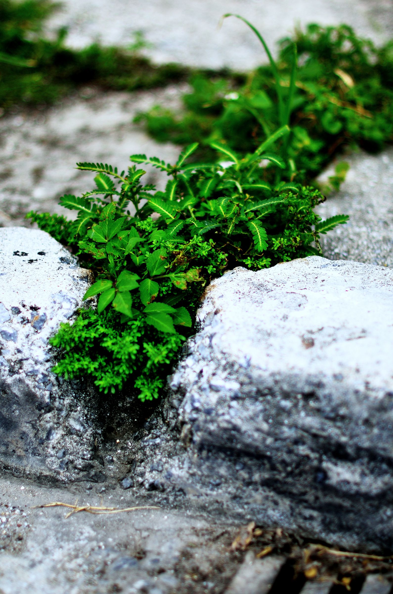雑草魂10 寄せ植え.jpg | GANREF
