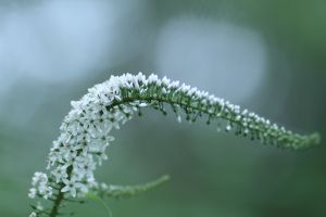 サボテンノハナ 植物 花 花びら Ganref