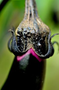 サボテンノハナ 植物 花 花びら Ganref