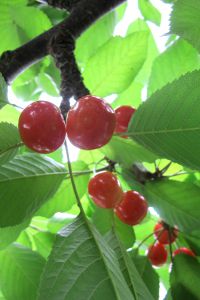 サボテンノハナ 植物 花 花びら Ganref