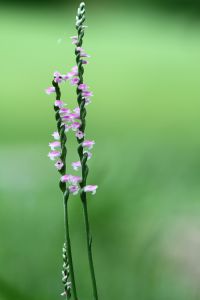 サボテンノハナ 植物 花 花びら Ganref