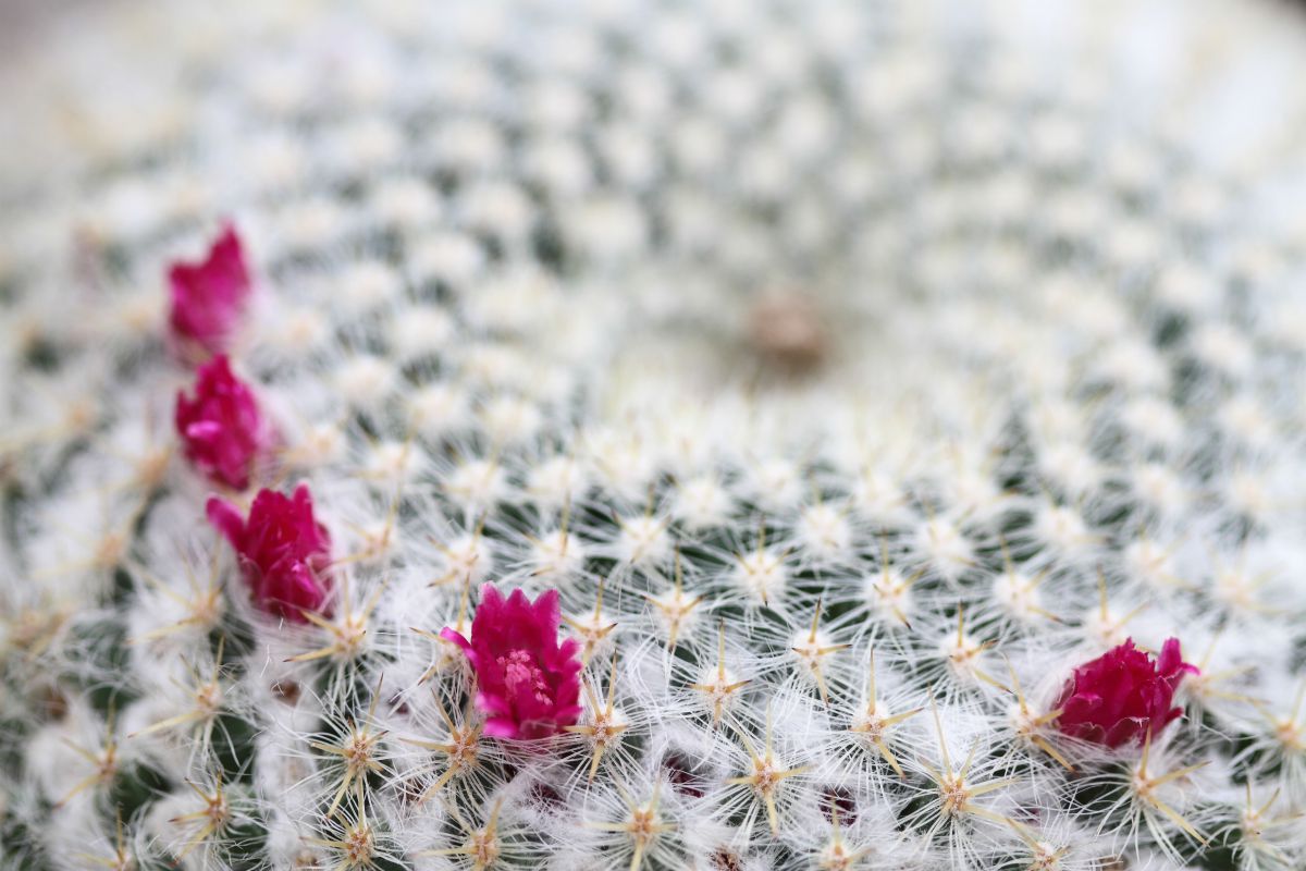 サボテンノハナ 植物 花 花びら Ganref