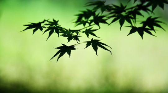 サボテンノハナ 植物 花 花びら Ganref