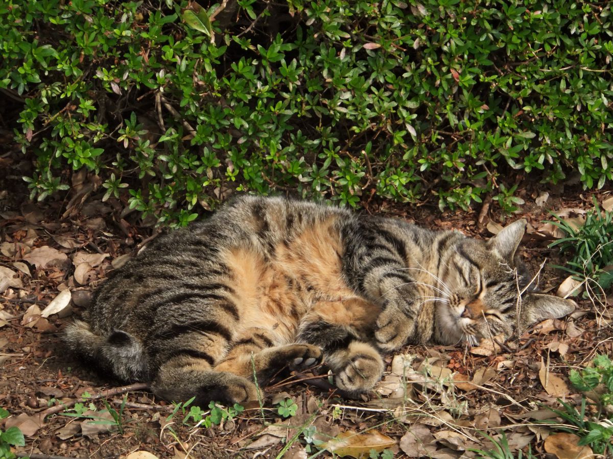 無防備に寝る 動物 猫 Ganref