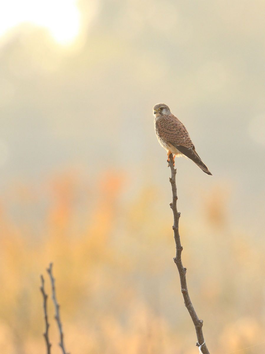 チョウゲンボウ 動物 鳥類 Ganref
