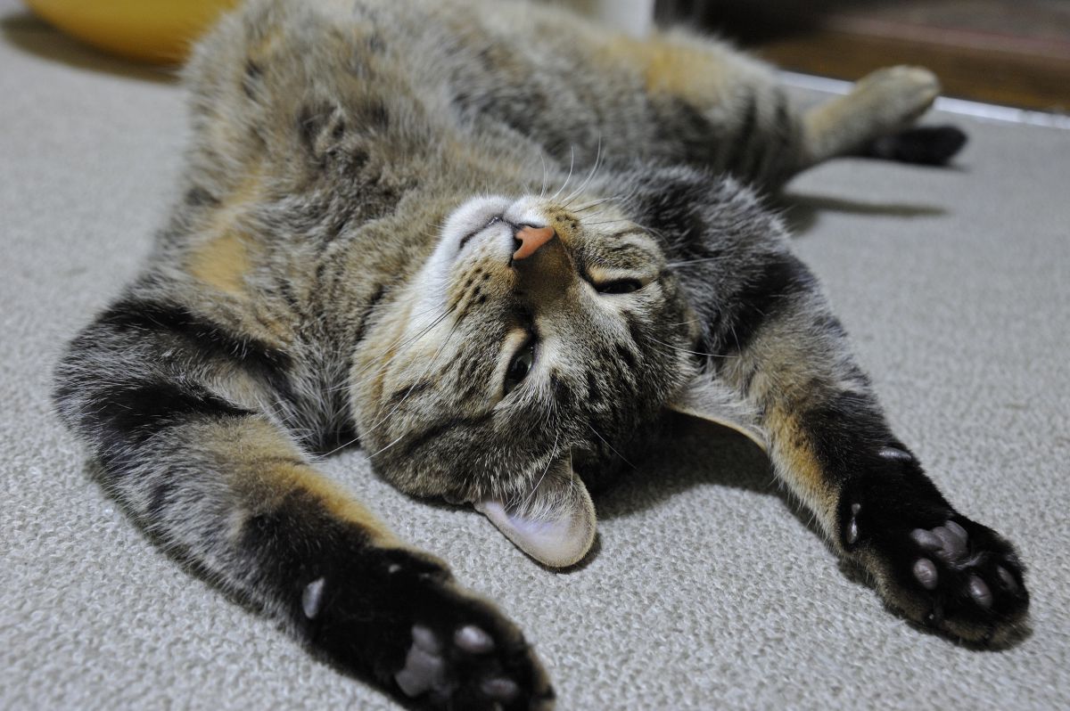 うんにゃぁ グーグー 動物 猫 Ganref うんにゃぁ グーグー 動物 猫 Ganref