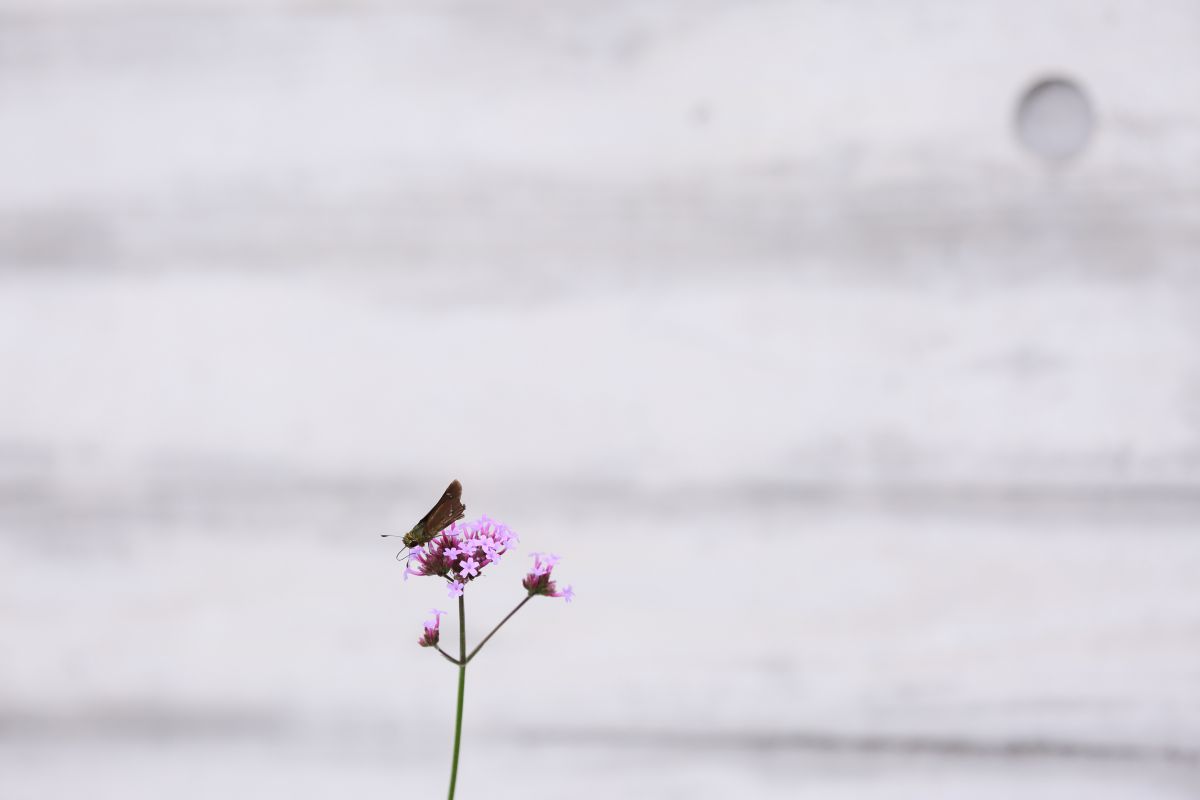 花と蝶 動物 虫 昆虫 Ganref 花と蝶 動物 虫 昆虫 Ganref