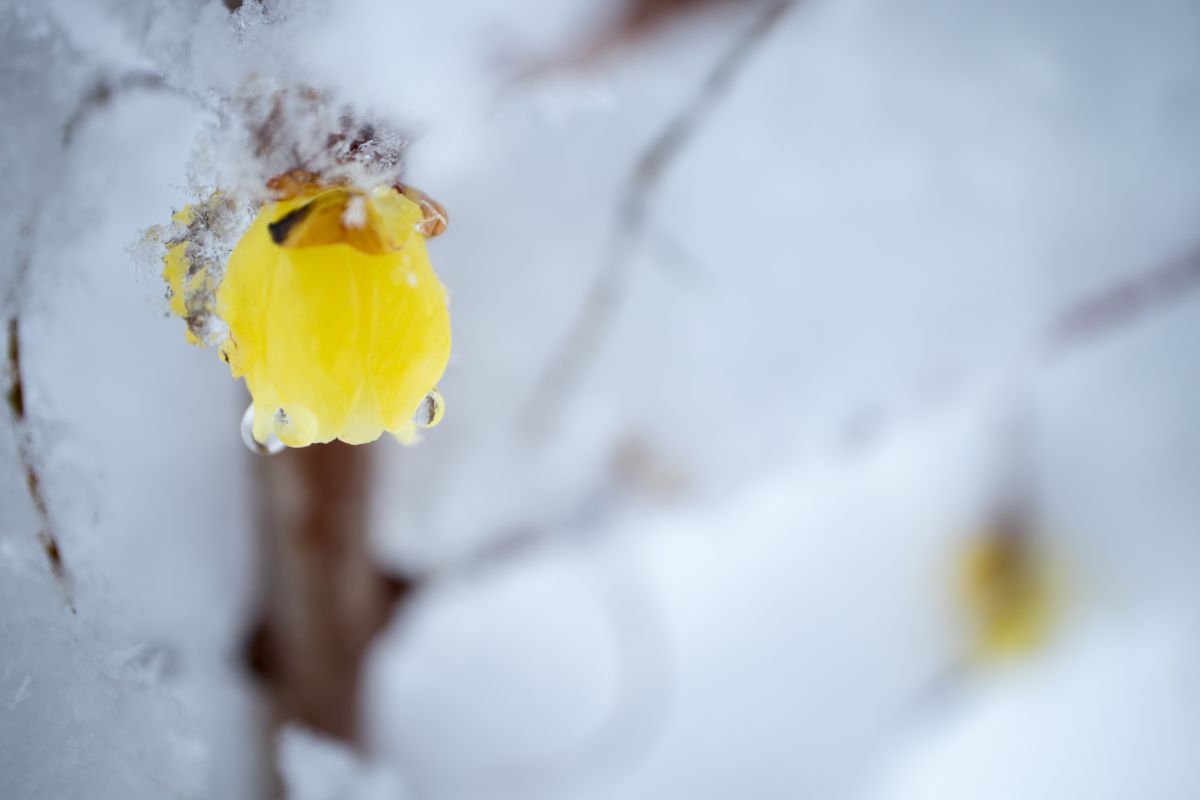 霙蝋梅 植物 花 花びら Ganref
