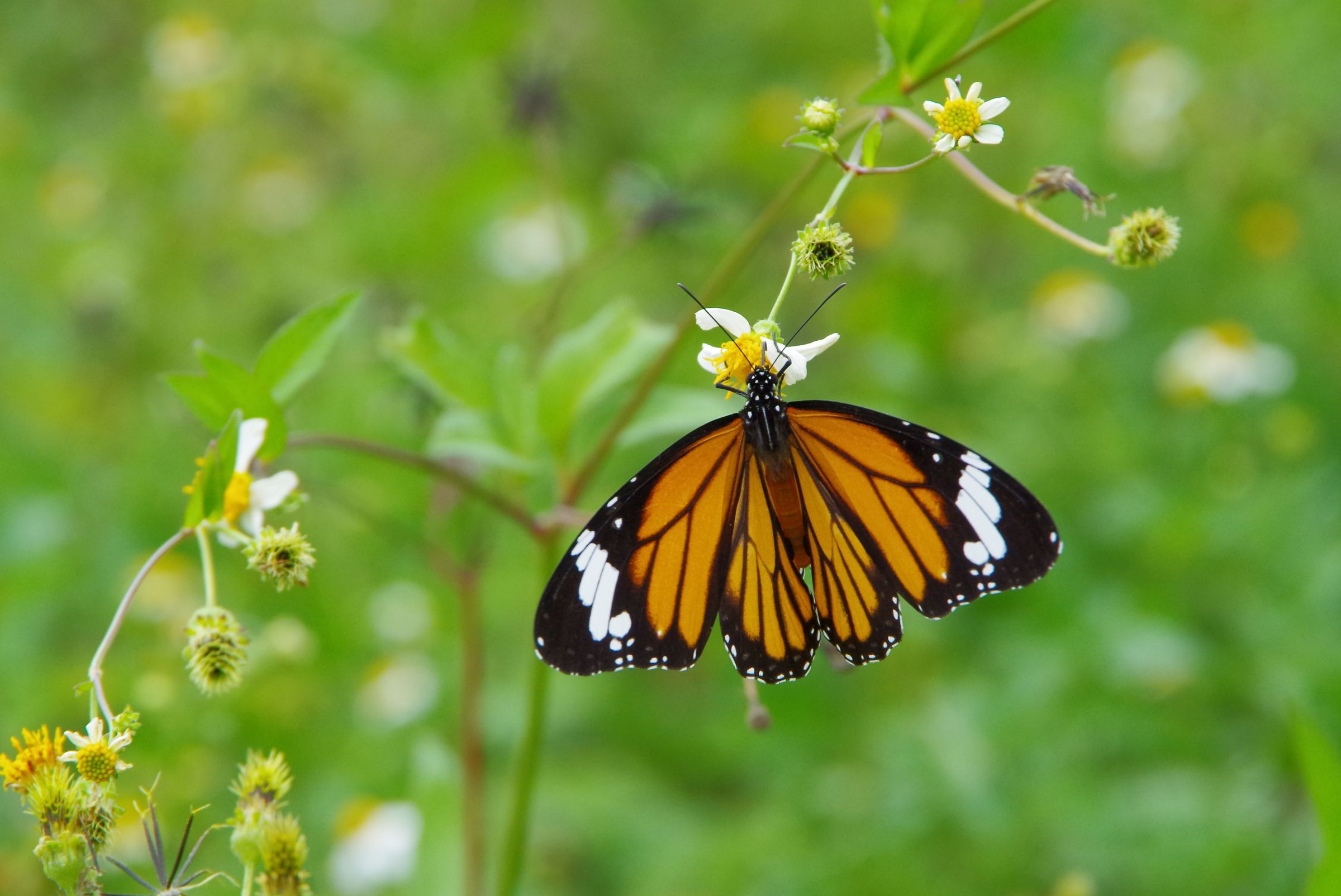 オレンジ色の蝶々さん | GANREF