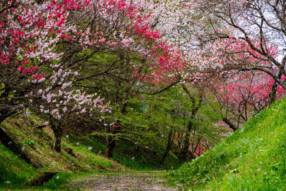 XF16-55mmF2.8 R LM WRで撮影された写真 | 写真検索 | GANREF