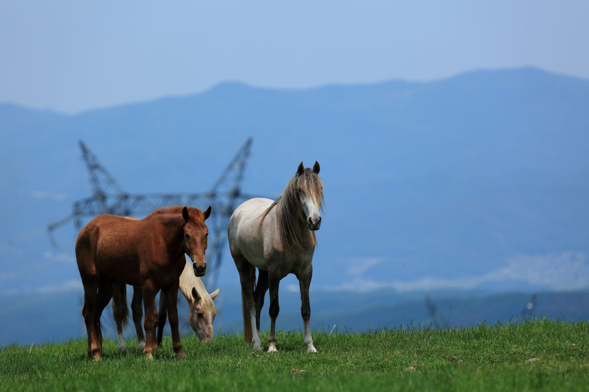 駿馬になりたい！ | GANREF 