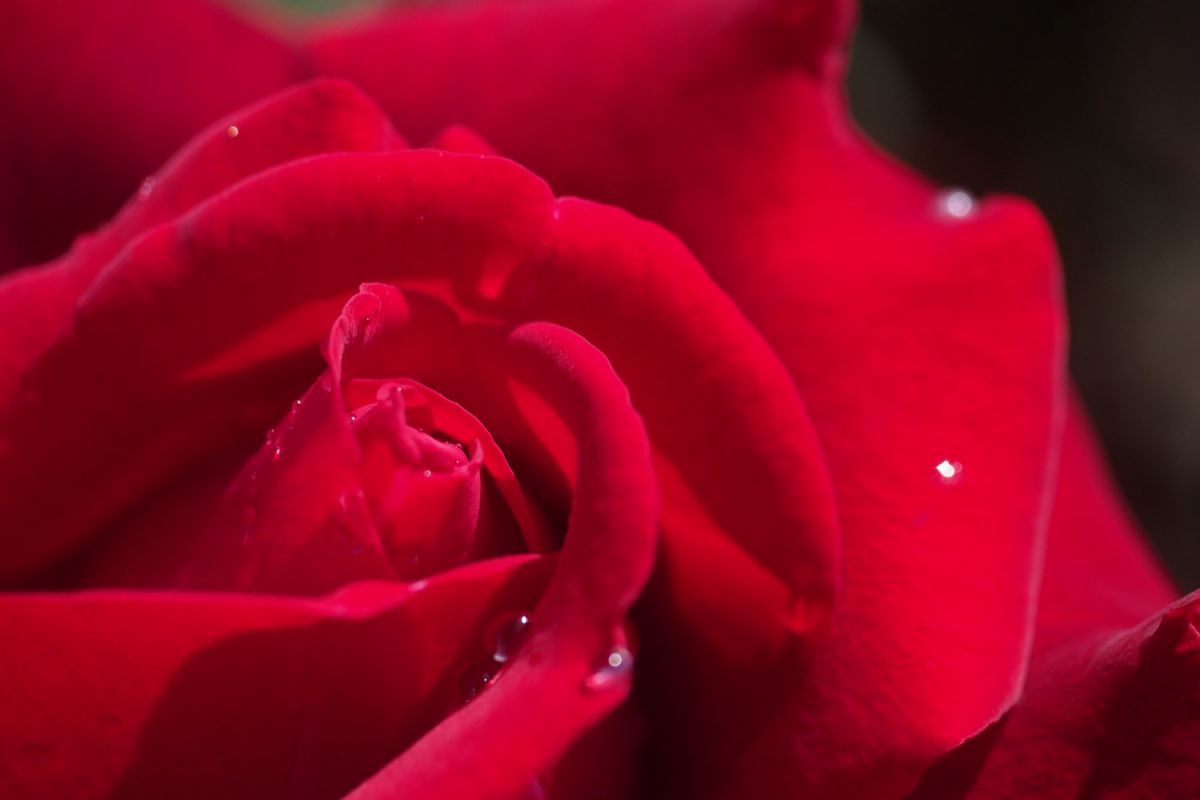 紅バラの涙 植物 花 花びら Ganref