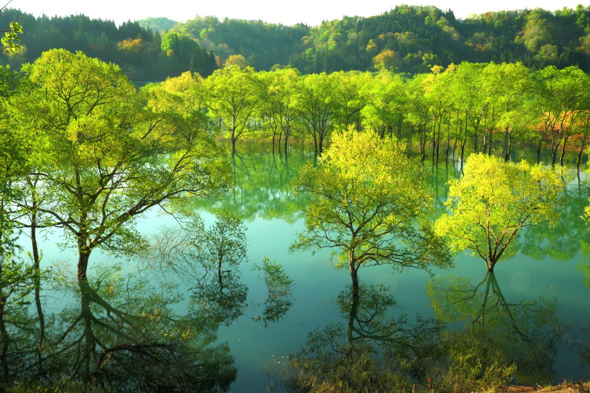 新緑：水没樹 | 新緑の白川ダム Verdurous Shirakawa Dam – UQKPP