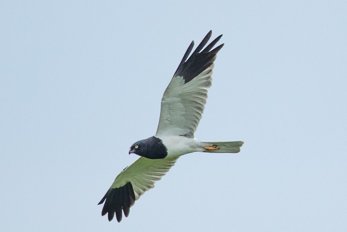 マダラチュウヒ ♂ GANREF