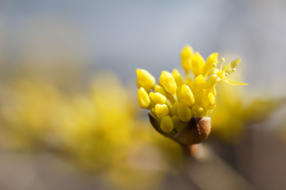サンシュユの花 Jpg 植物 花 花びら Ganref