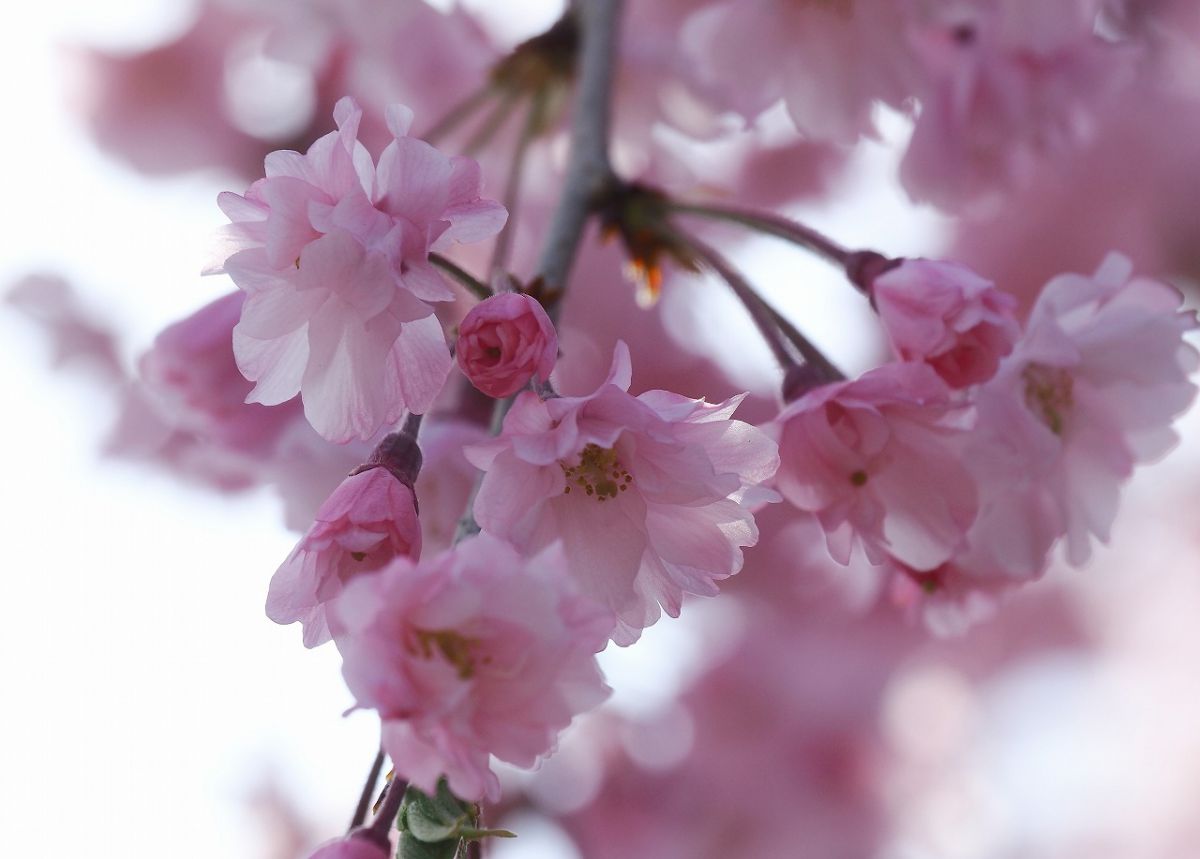 ピンク色の桜の花 植物 花 花びら Ganref
