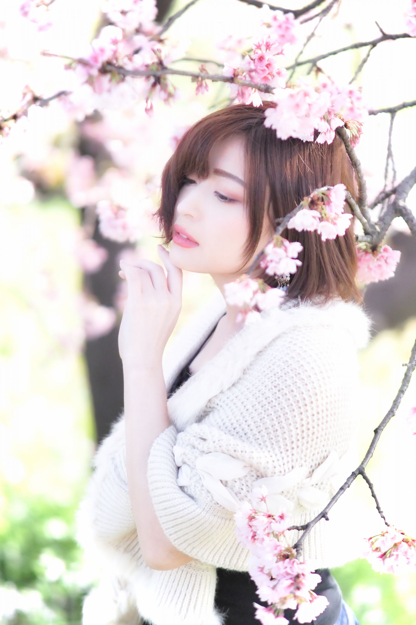 桜 | GANREF