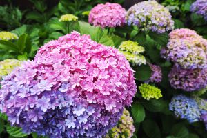虹〜紫陽花　うさと 紫陽花咲きました！｜銀木犀＜西新井大師＞