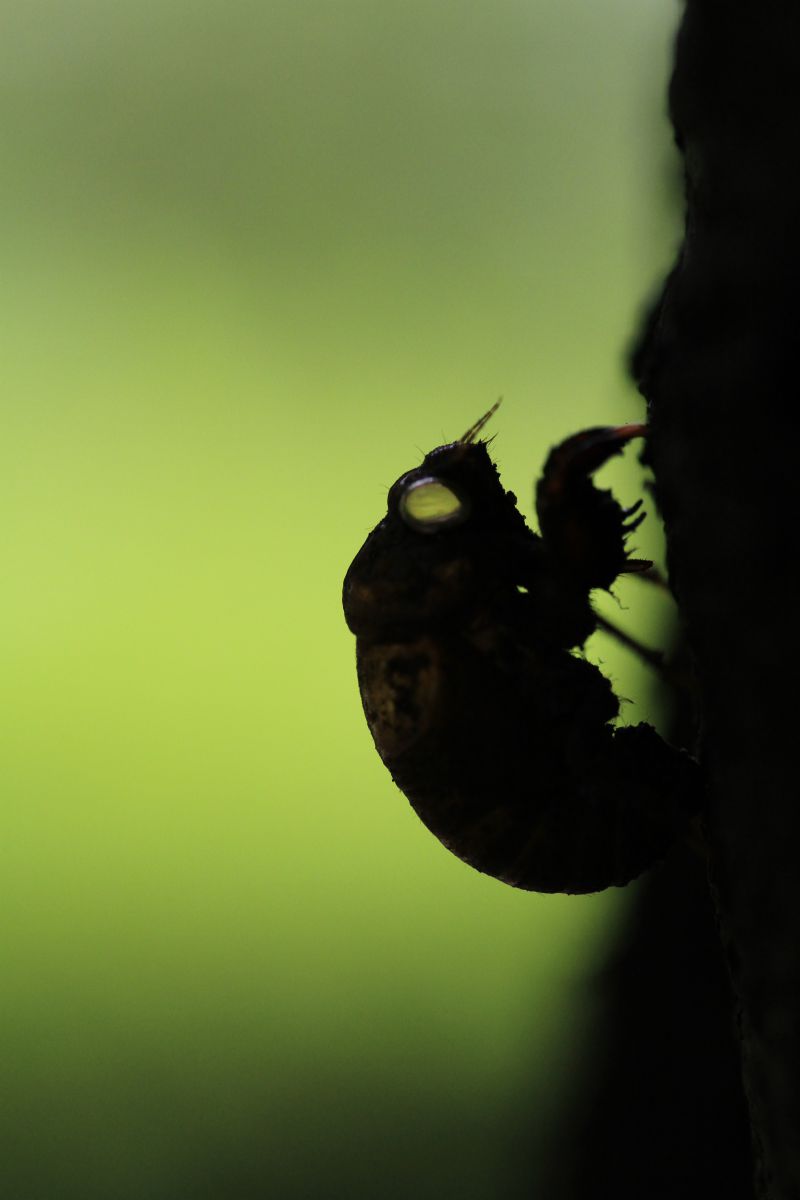 森の孤独 動物 虫 昆虫 Ganref