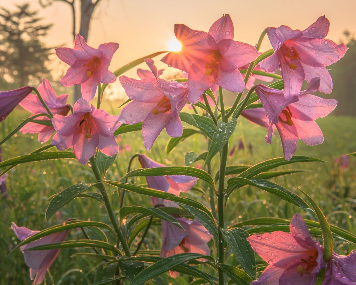 朝露ひめさゆり 植物 花 花びら Ganref 朝露ひめさゆり 植物 花 花びら Ganref
