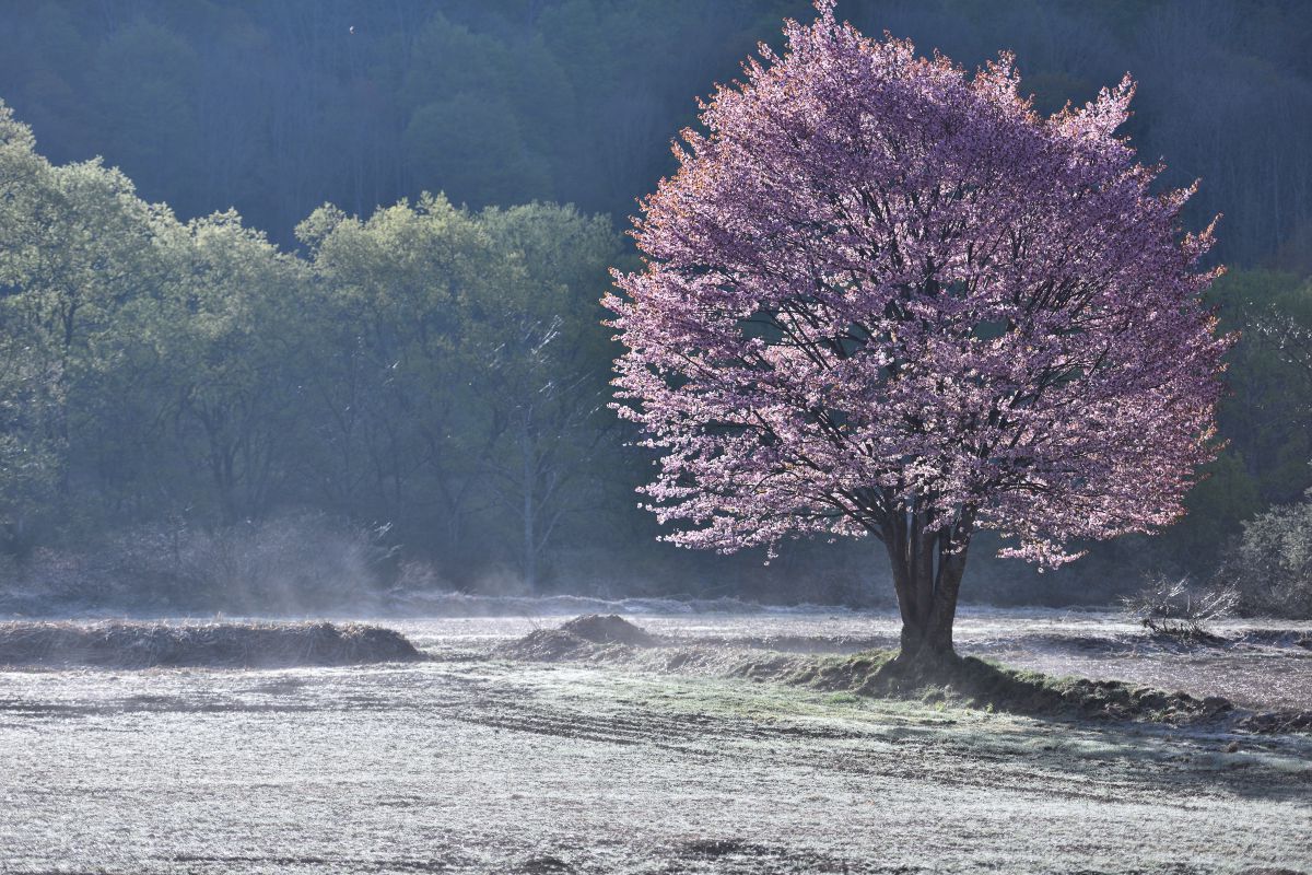 朝霜 朝靄の桧原の一本桜 植物 桜 Ganref