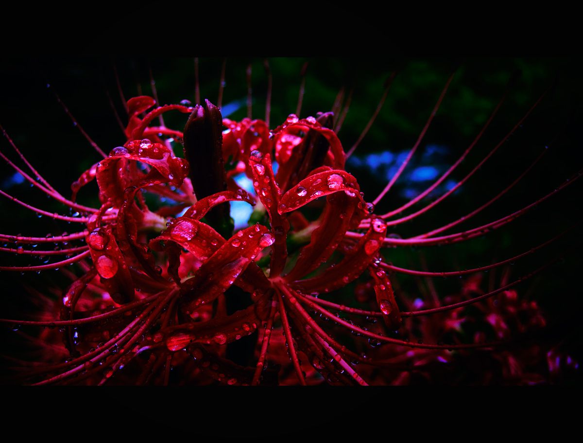 LUMIX DMC-LX2で撮影された写真 | 写真検索 | GANREF