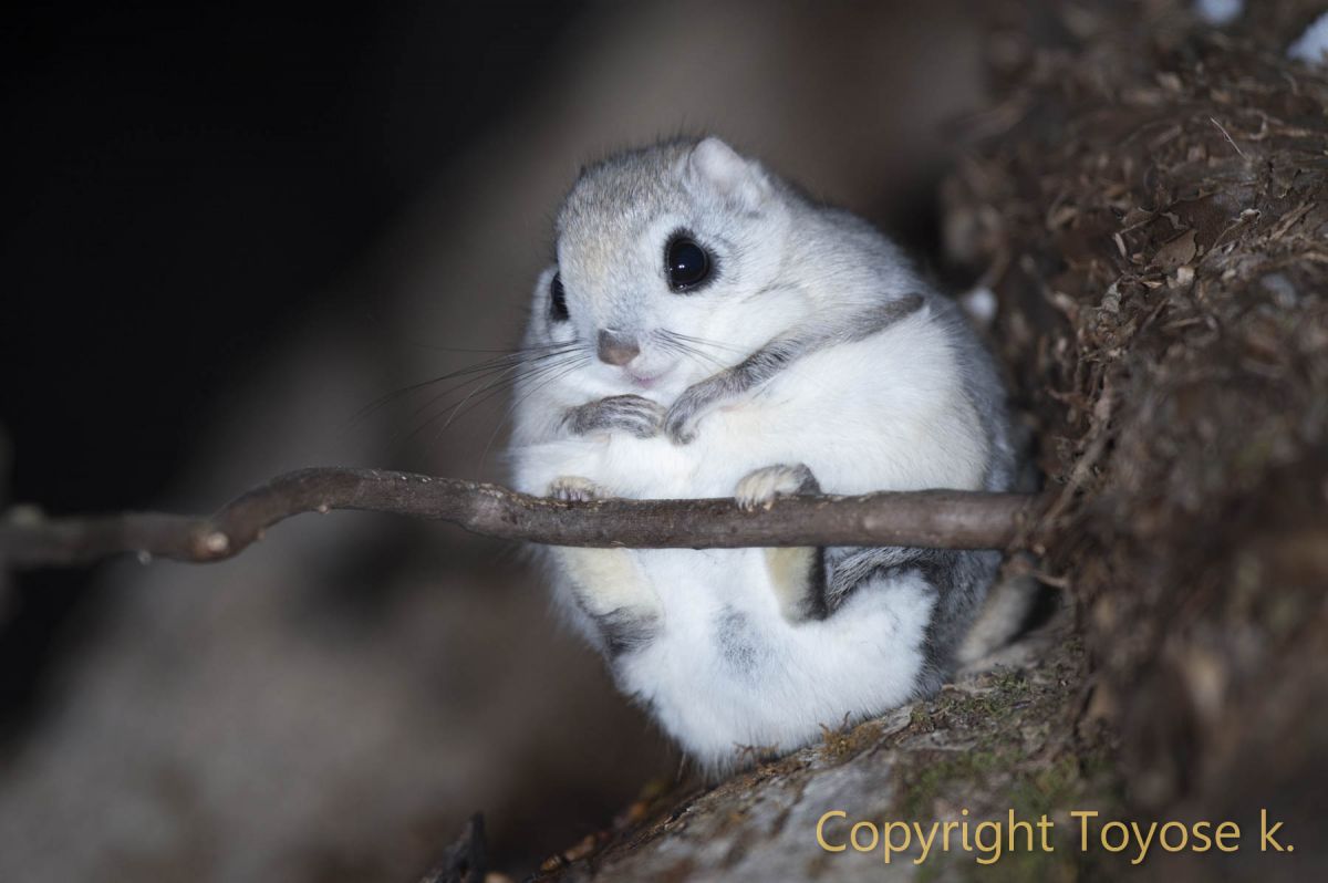 エゾモモンガ 動物 小動物 Ganref