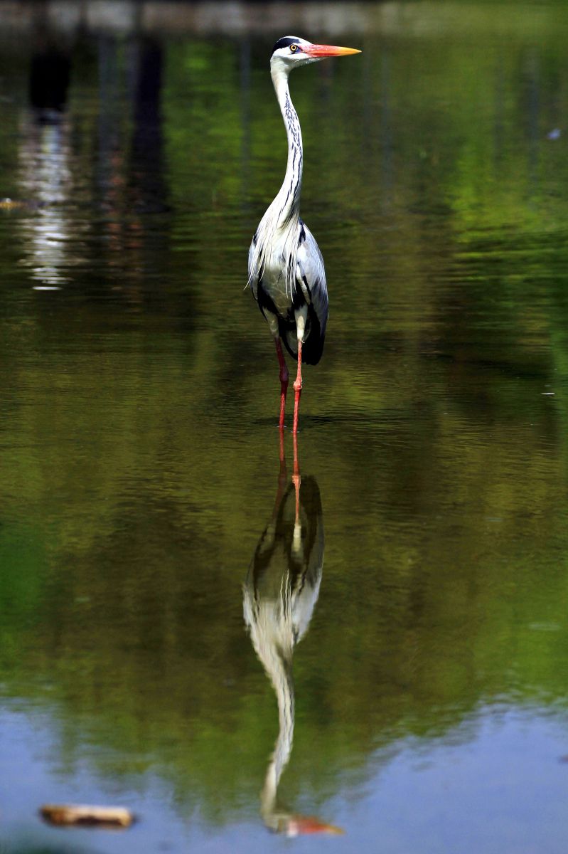 立ち姿 動物 鳥類 Ganref