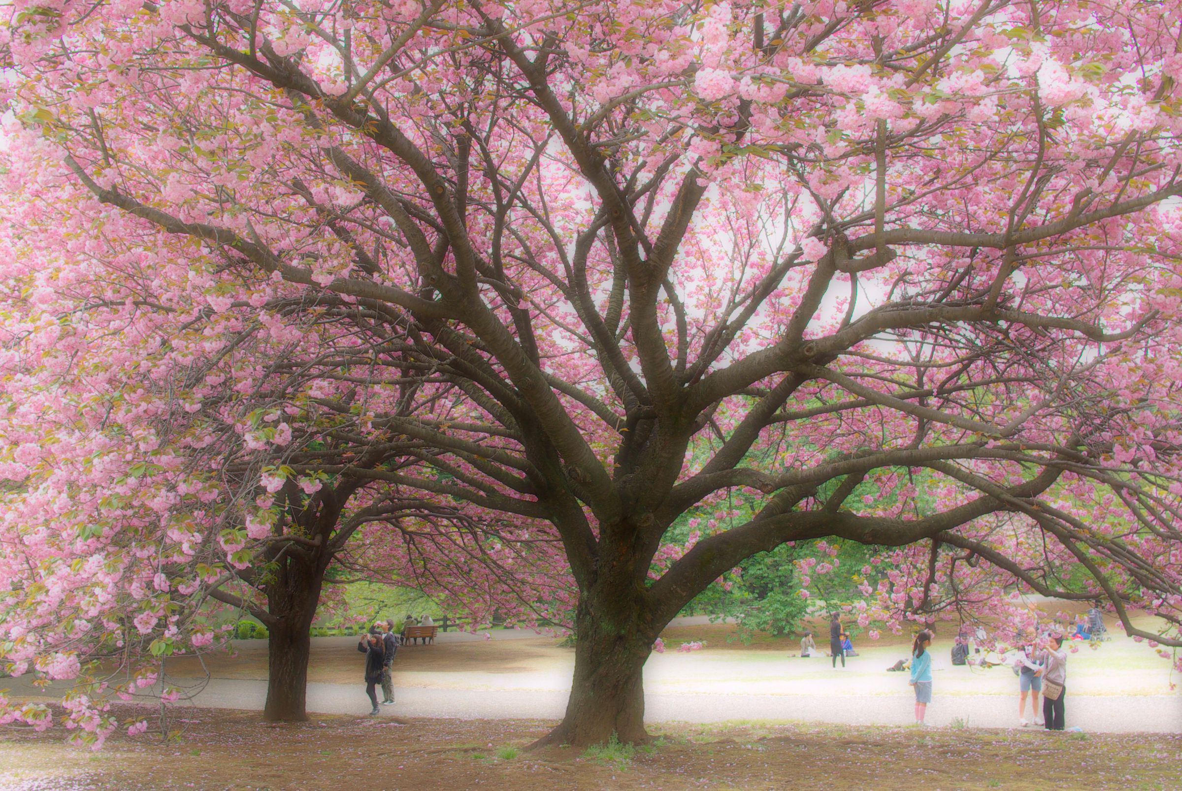 紅水晶 桜の木オブジェ 賽山千樹 紅水晶 桜の木オブジェ 賽山 紅水晶