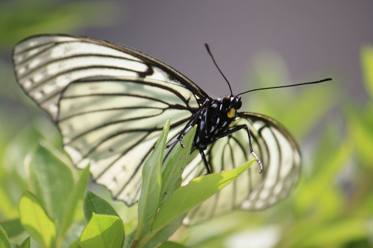 白蝶 動物 虫 昆虫 Ganref 白蝶 動物 虫 昆虫 Ganref